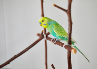 rainbow, budgerigar, wooden, perch, branch, talking, playing, hand, homemade, in a cage, beauty, trained, smart, playful, healthy, young, adult, feathers, blue, green, yellow, strong, paws, claws, rod