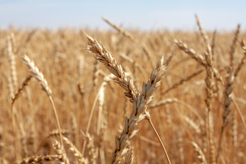 Golden wheat field turning into blue sky