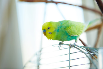 healthy rainbow budgie on a cage