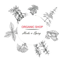Organic shop, Herb and Space banner. Red and black pencil hand drawn basil, rosemary, peanuts, ginkgo, cashews art design element stock vector illustration for web, for print