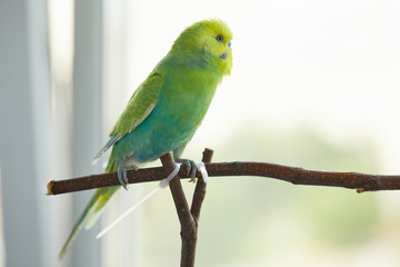 Fototapeta na wymiar rainbow, budgerigar, wooden, perch, branch, talking, playing, hand, homemade, in a cage, beauty, trained, smart, playful, healthy, young, adult, feathers, blue, green, yellow, strong, paws, claws, rod