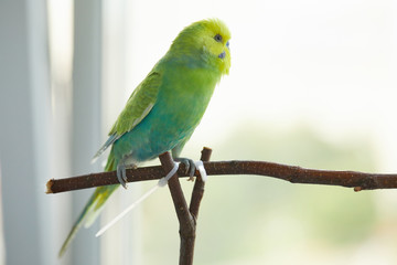 rainbow, budgerigar, wooden, perch, branch, talking, playing, hand, homemade, in a cage, beauty, trained, smart, playful, healthy, young, adult, feathers, blue, green, yellow, strong, paws, claws, rod