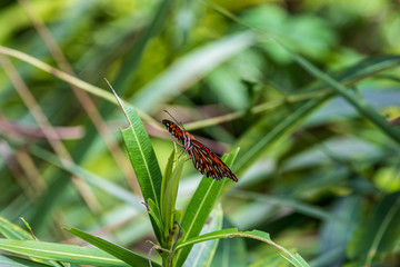 orange butterfly on a leaf