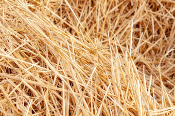 straw lying in stacks on the field