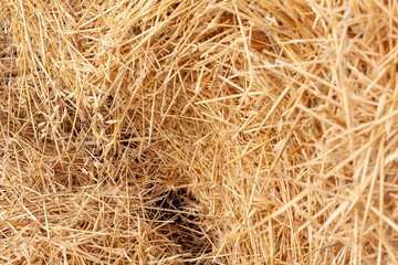 straw lying in stacks on the field