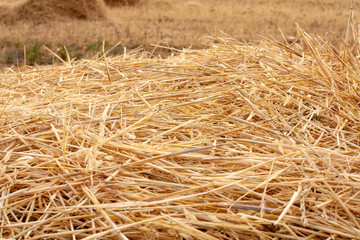 straw lying in stacks on the field