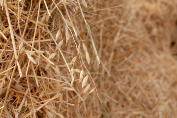 straw lying in stacks on the field