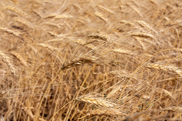 field of ripe Golden wheat (closeUP)