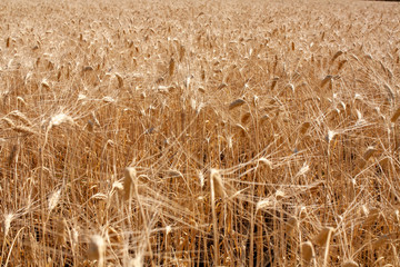 field of ripe Golden wheat (closeUP)