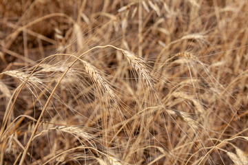 Fototapeta premium field of ripe Golden wheat (closeUP)