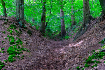 Fototapeta premium Waldweg
