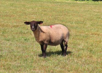 Suffolk sheep in an English Meadow