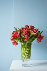 Beautiful bouquet of red tulips in a glass vase on a white table in a bright interior . Against a light blue wall.