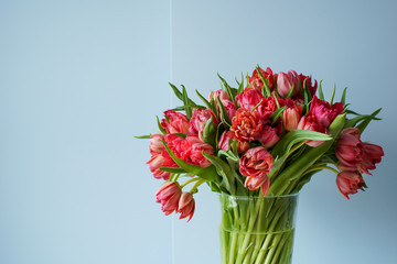 Beautiful bouquet of red tulips in a glass vase on a white table in a bright interior . Against a light blue wall.
