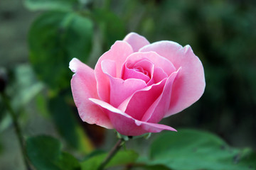 Pink rose in a garden close up