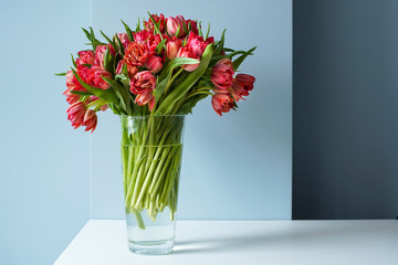 Beautiful bouquet of red tulips in a glass vase on a white table in a bright interior . Against a light blue wall.