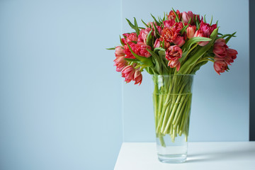 Beautiful bouquet of red tulips in a glass vase on a white table in a bright interior . Against a light blue wall.
