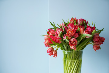 Beautiful bouquet of red tulips in a glass vase on a white table in a bright interior . Against a light blue wall.