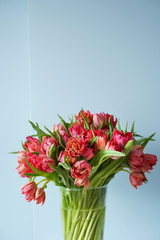 Beautiful bouquet of red tulips in a glass vase on a white table in a bright interior . Against a light blue wall.