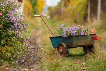 Wheelbarrow with flowers in the garden at the village. Autumn rural still life