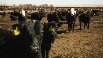 vaca negra retrato argentina