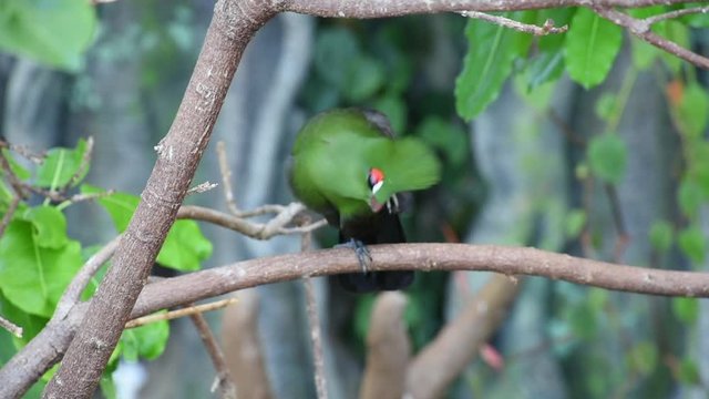 Guinea turaco (Tauraco persa) close up grooming, also known as the green turaco or green lourie in the rainforest of west Africa.