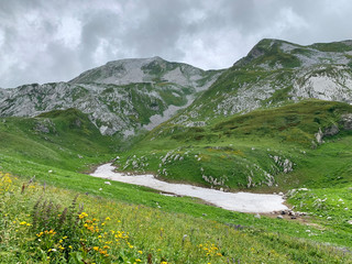 Fototapeta na wymiar Abkhazia, Arabica plateau in summer in rainy weather