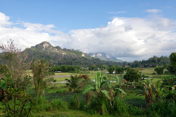 Fototapeta na wymiar Green and brown rice terrace fields in Tana Toraja, South Sulawesi, Indonesia