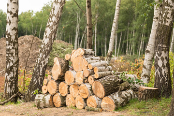 Preparation of timber. The cut-down trunks of birches  lie accurately put on a glade at the wood in the summer in sunny dry weather. The forest on a background