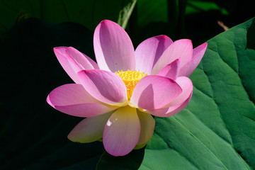 Beautiful large pink waterlily or lotus (latin Nelumbo nucifera or Nymphea lotus) flower in full...