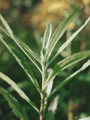 Green branch of a plant close-up on a sunny day.