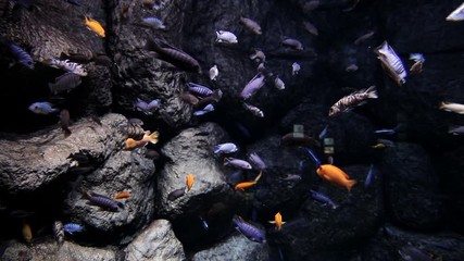 Marine survey, fish swim past large gray large stones in the ocean, sea