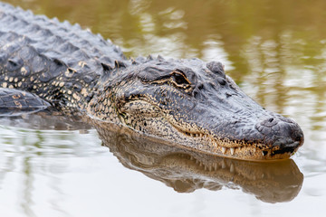 Alligator Swimming in the Swamp