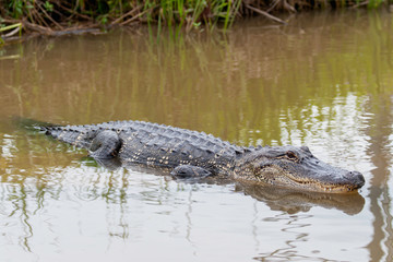 Alligator afternoon swimming in the swamp in Texas