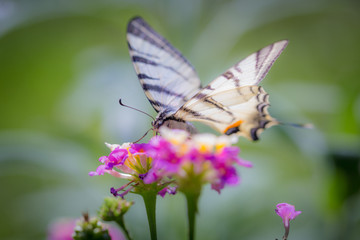Fototapeta na wymiar Close-up of Scarce Swallowtail butterfly (Iphiclides podalirius) on a pink yellow Lantana flower.