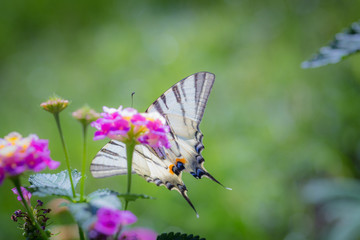 Close-up of Scarce Swallowtail butterfly (Iphiclides podalirius) on a pink yellow Lantana flower.