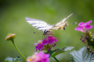 Close-up of Scarce Swallowtail butterfly (Iphiclides podalirius) on a pink yellow Lantana flower.
