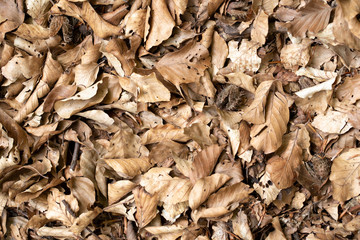 Feuilles mortes de hêtre