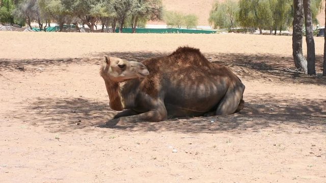 A Dromedary camels (Camelus dromedarius) sitting in desert sand dunes of the United Arab Emirates (UAE)