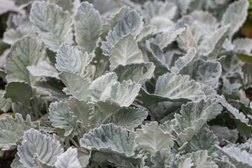 Beautiful green white and silver curved leaves Silver Sage Salvia seeds on the flower bed in a garden in summer