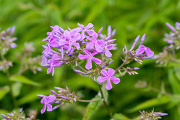 pink flowers and green background