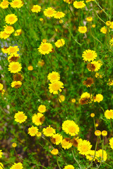 Fototapeta premium parterre, bosquet de fleurs d'Anthémis jaune. Anthemis tinctoria, Anthémis des teinturiers