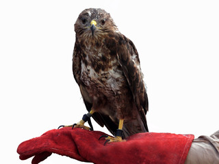 Photo of a vulture bird isolated on a white background.