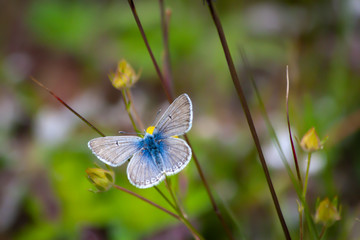 Common Blue Butterfly
