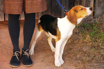 Puppy of Estonian hound sits at the girl's feet against an old wooden door in autumn day. Girl with a dog . 