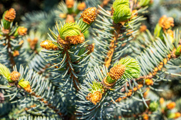 Close-up of Blue Spruce April branches with young cones in Krum, Southern Bulgaria