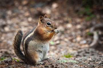 Bushy Striped Tail Chipmunk