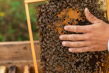 Closeup of hands beekeeper holding a honeycomb full of bees. Beekeeper inspecting honeycomb frame at apiary. Beekeeping concept