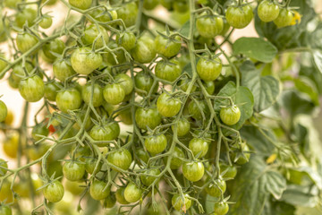 Tomates qui poussent dans un magnifique jardin