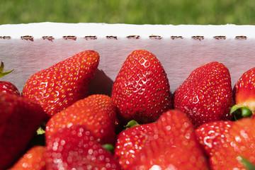 Freshly Picked Farm Fresh Strawberries Close Up in Natural Background